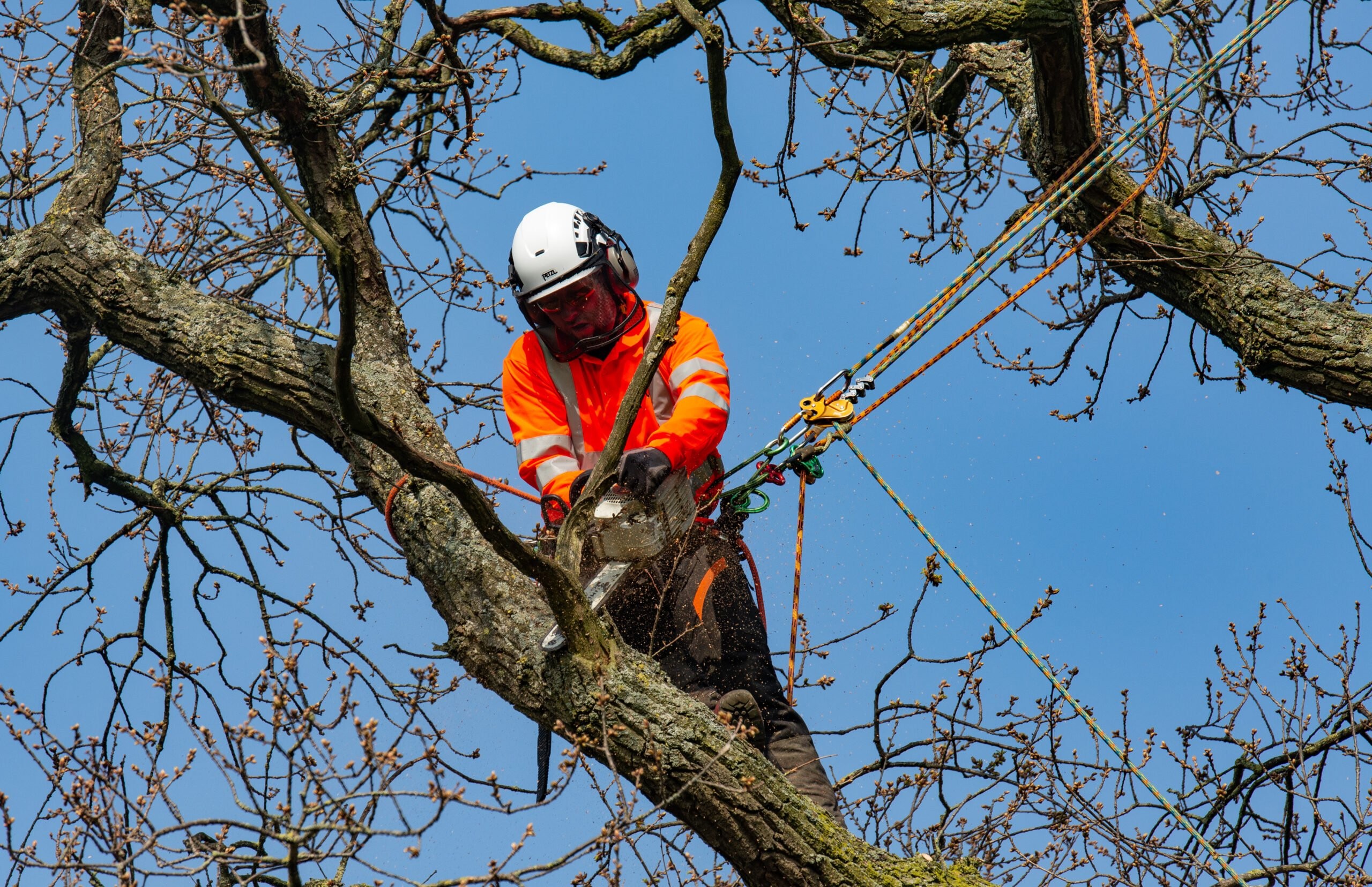 Tree Surgery